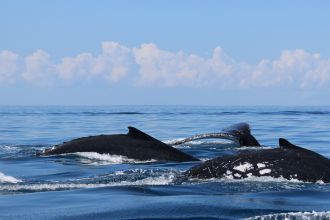 Humpback whales