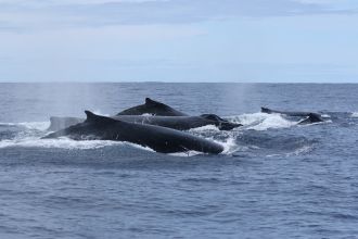 Humpback whales