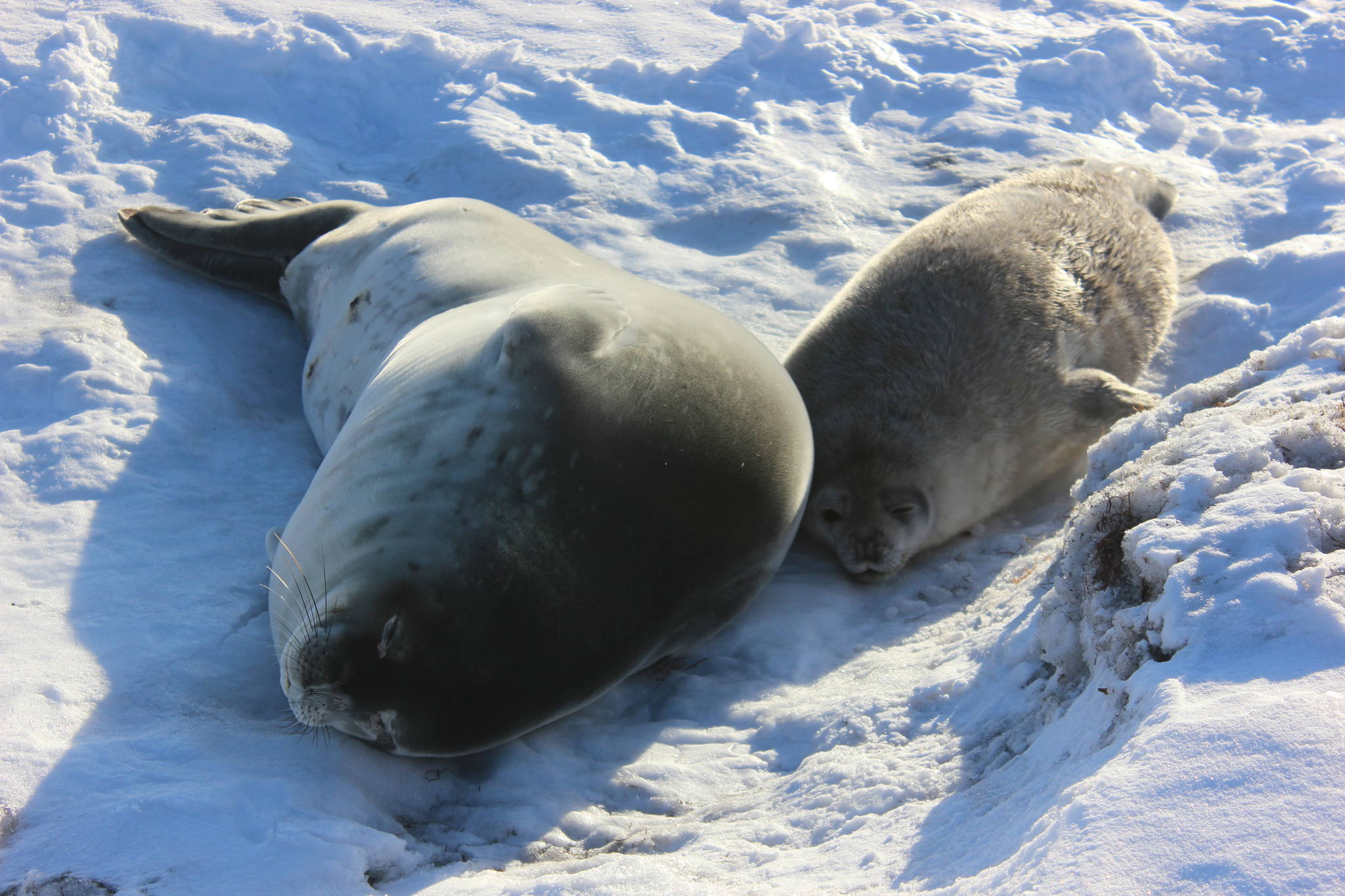 Wikimedia Commons - https://commons.wikimedia.org/wiki/File:Weddell_seal_with_pup_IMG_8067.JPG