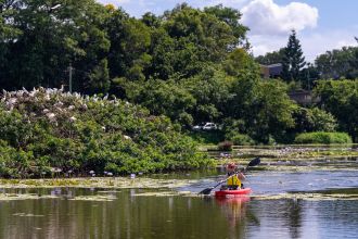University of the Sunshine Coast ibis research
