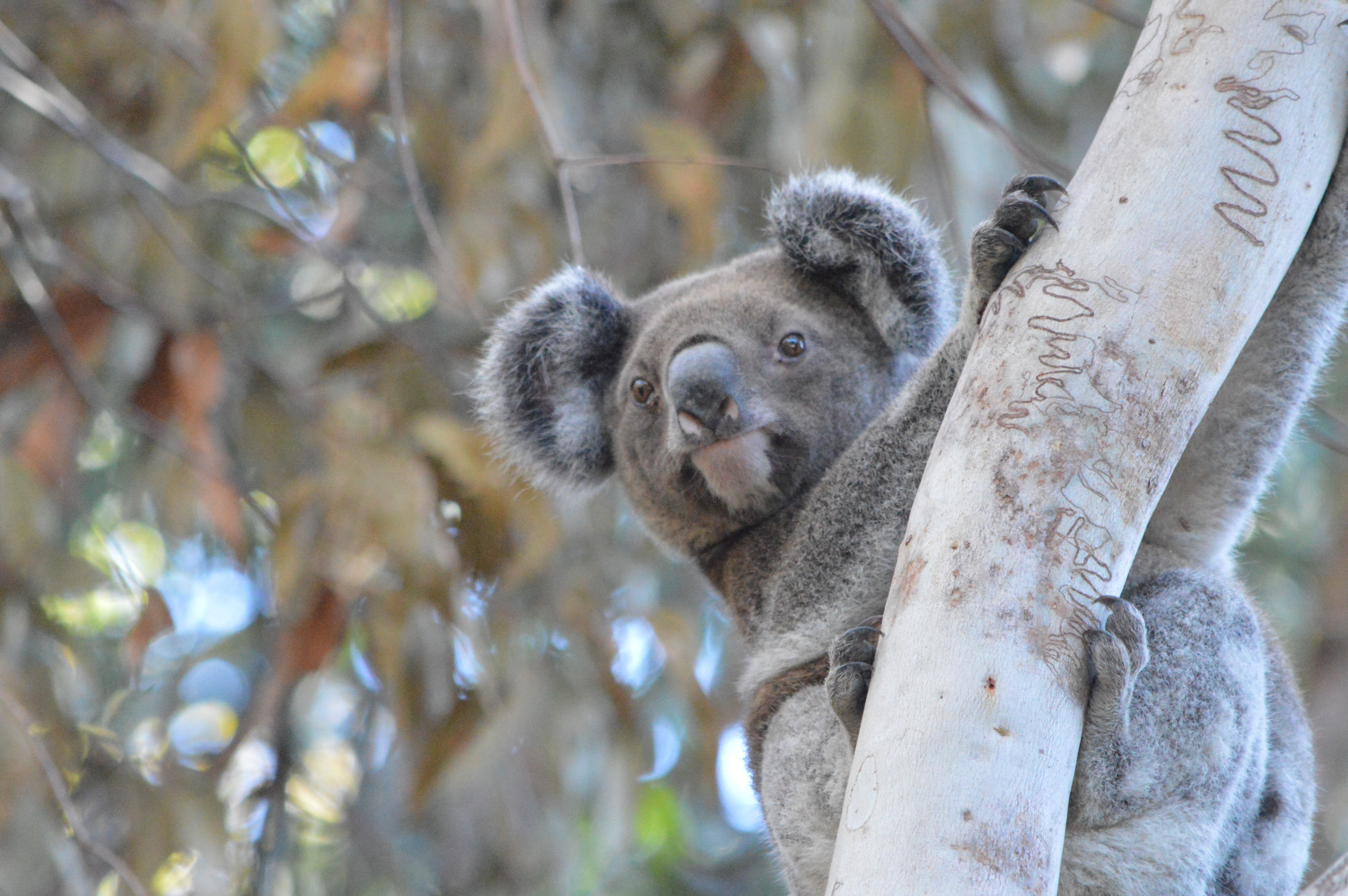 Koala on North Stradbroke Island: Photo by UniSC student Asitha Samarawickrama