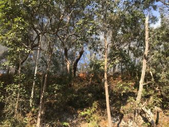 Cultural burn on North Stradbroke Island-3
