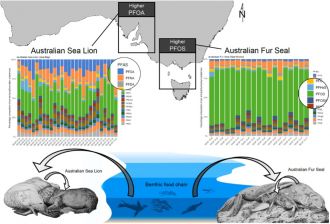 PFAS concentrations in seals and sea lions.