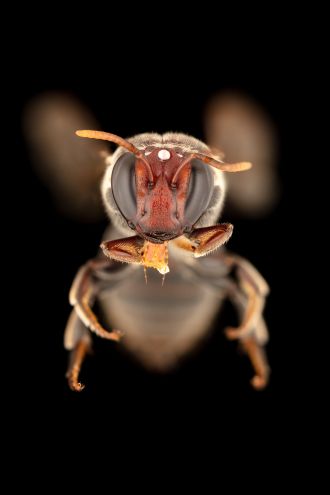 Meroglossa gemmata (masked bee) in Australia