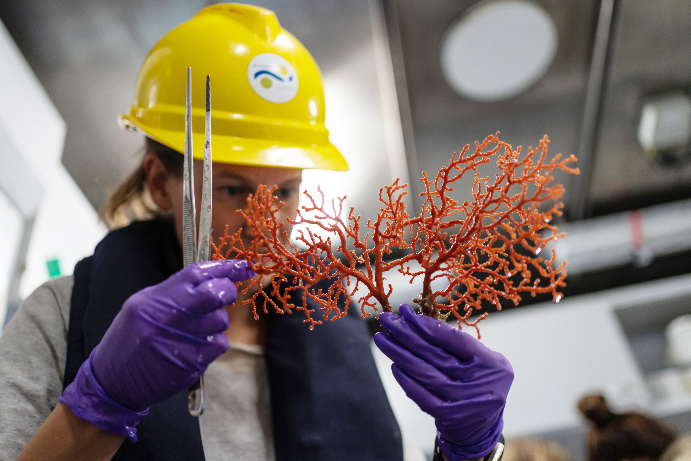 Schmidt Ocean Institute / Inside the wet lab on R/V/ Falkor, Dr Nerida Wilson inspects a gorgonian fan that was collected on Tuesday 20th April 2021 (dive 414). Dr Wilson is from the Western Australian Museum (WAM), this is her second expedition, she was previously a primary investigator on a R/V Falkor expedition to Ningaloo Canyons off Western Australia. On this expedition she is supporting chief scientist Dr Karen Miller and also overseeing sample collection and documentation in the wet lab which will be further analysed on return to land.