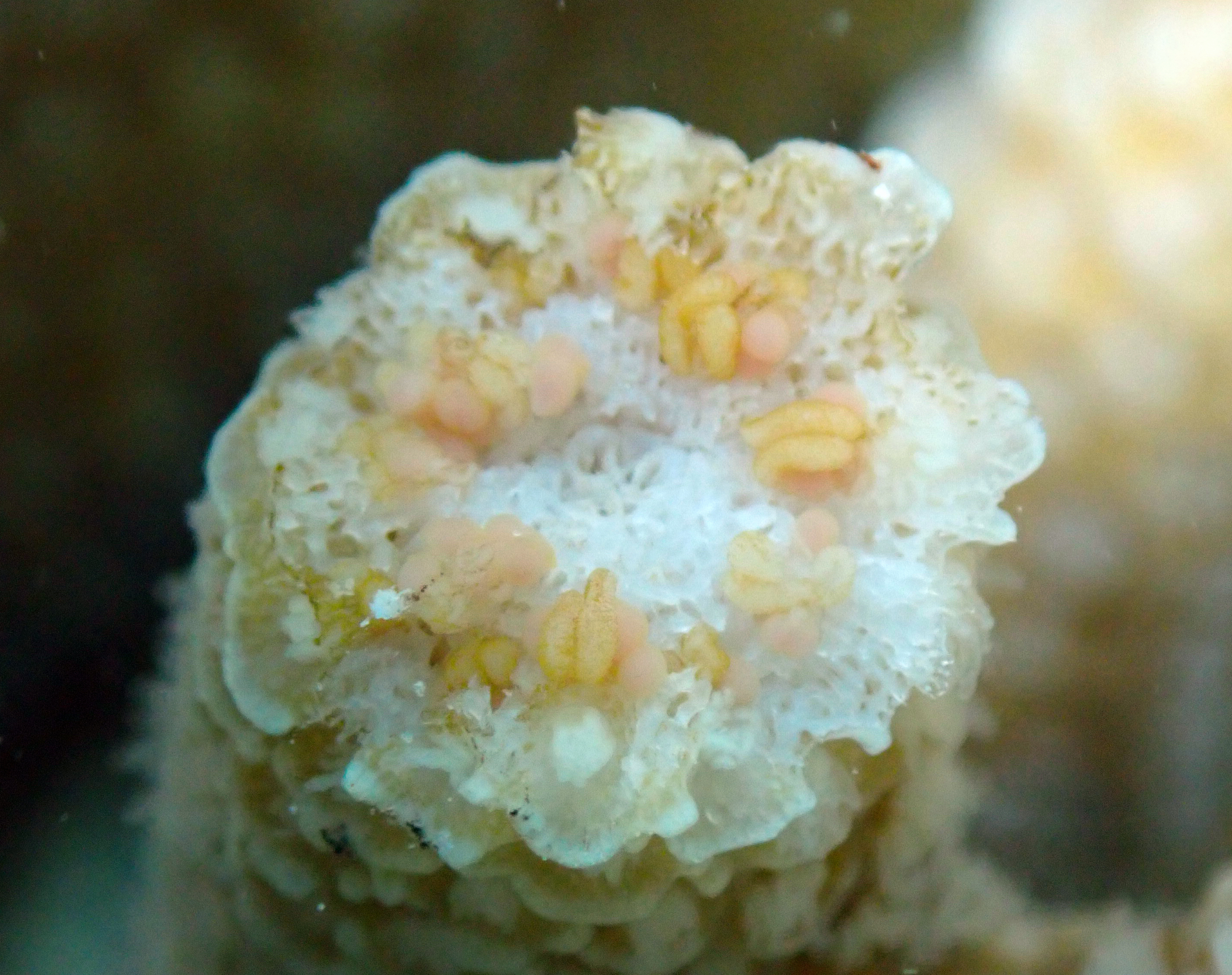 An acropora spathulata branching coral with mature pink eggs and sperm packets. The coral was settled in the Heron Island lagoon in 2016. Credit Christina Langley