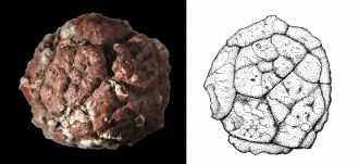 Pandanus Fruit Composite