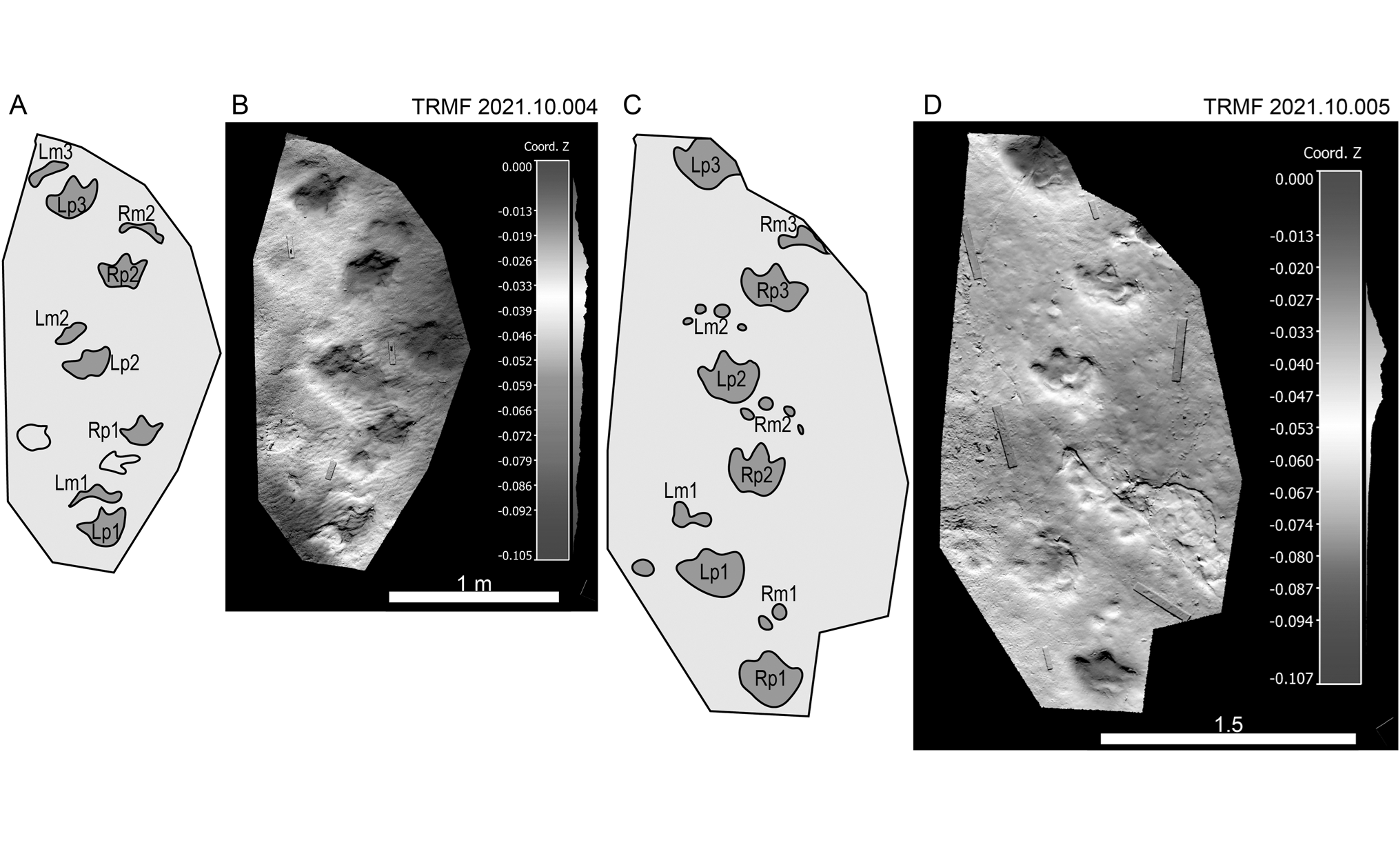 FIGURE 10. TRMF 2021.10.004 and TRMF 2021.10.005 from Bullmoose Creek, both referred to Ruopodosaurus clava and which remain in situ. CREDIT: Arbour, et al. (2025)