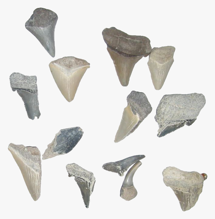 General Wesc, CC BY 2.0, via Wikimedia Commons. Note that the fossils pictured are not from the study below. 