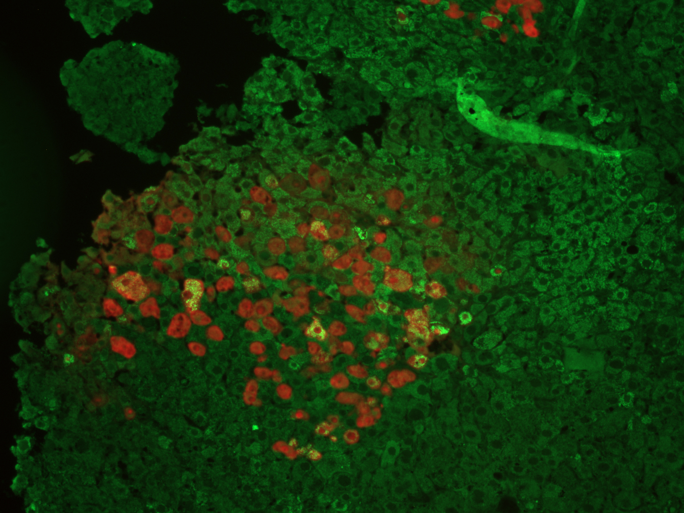 Children's Medical Research Institute