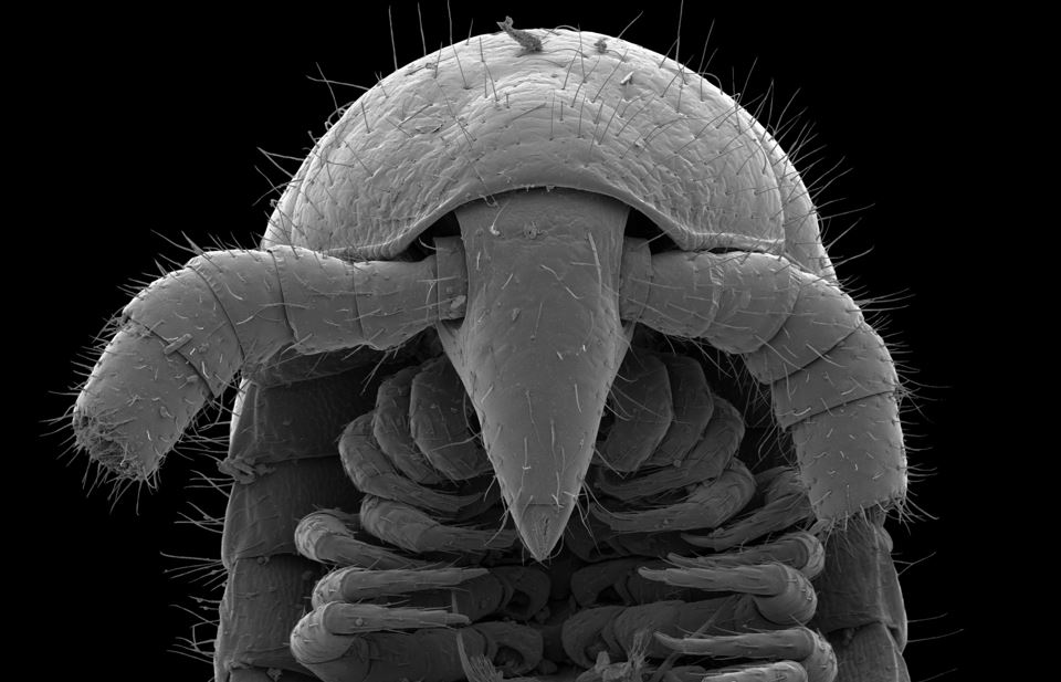 A dorsal view of head and ventral view of gonopods of a male Eumillipes persephone. Credit: The first true millipede—1,306 legs long, Paul E. Marek, Bruno A. Buzatto, William A. Shear, Jackson C. Means, Dennis G. Black, Mark S. Harvey, Juanita Rodriguez, Scientific Reports.