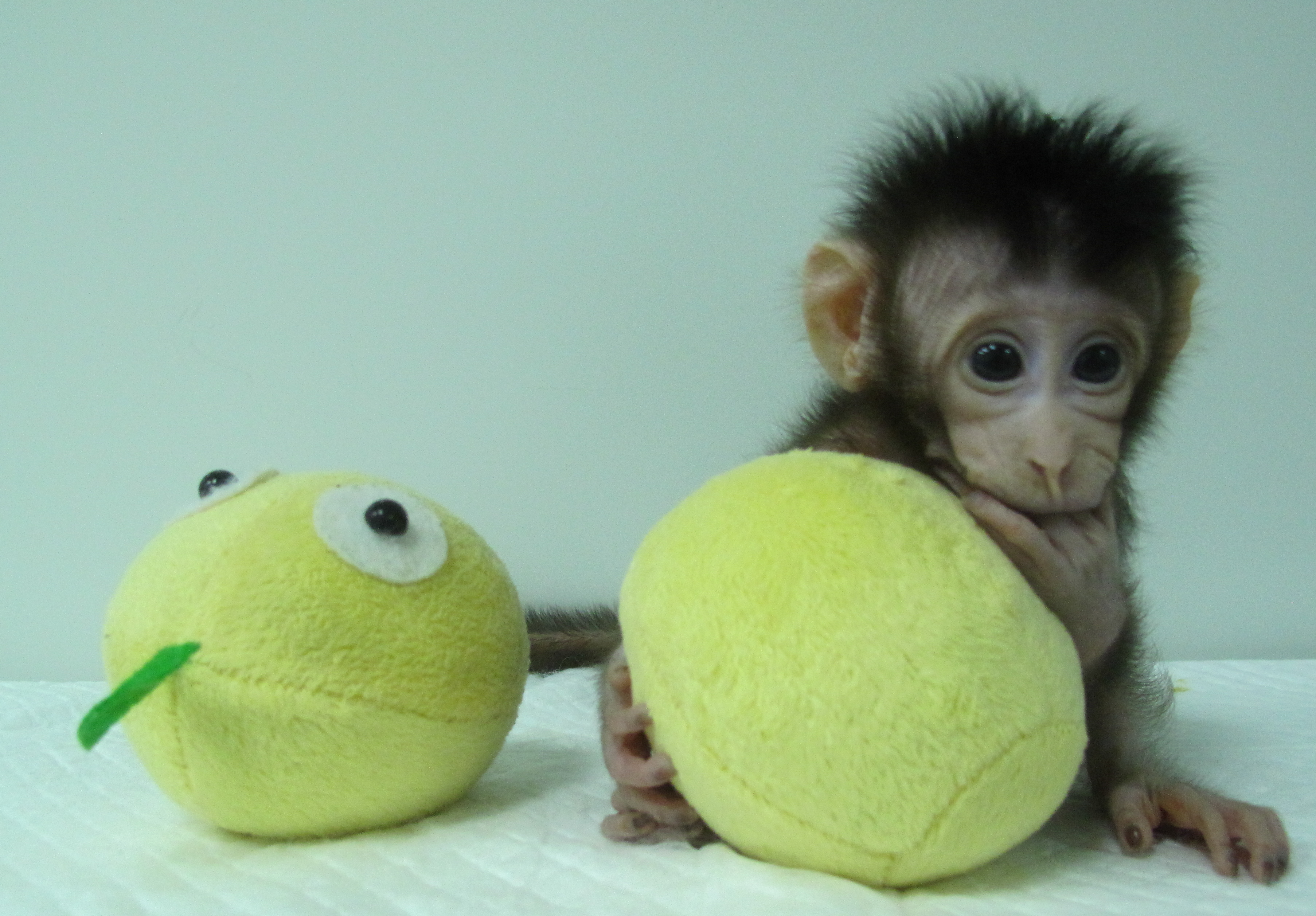 Hua Hua. CREDIT: Qiang Sun and Mu-ming Poo, Chinese Academy of Sciences