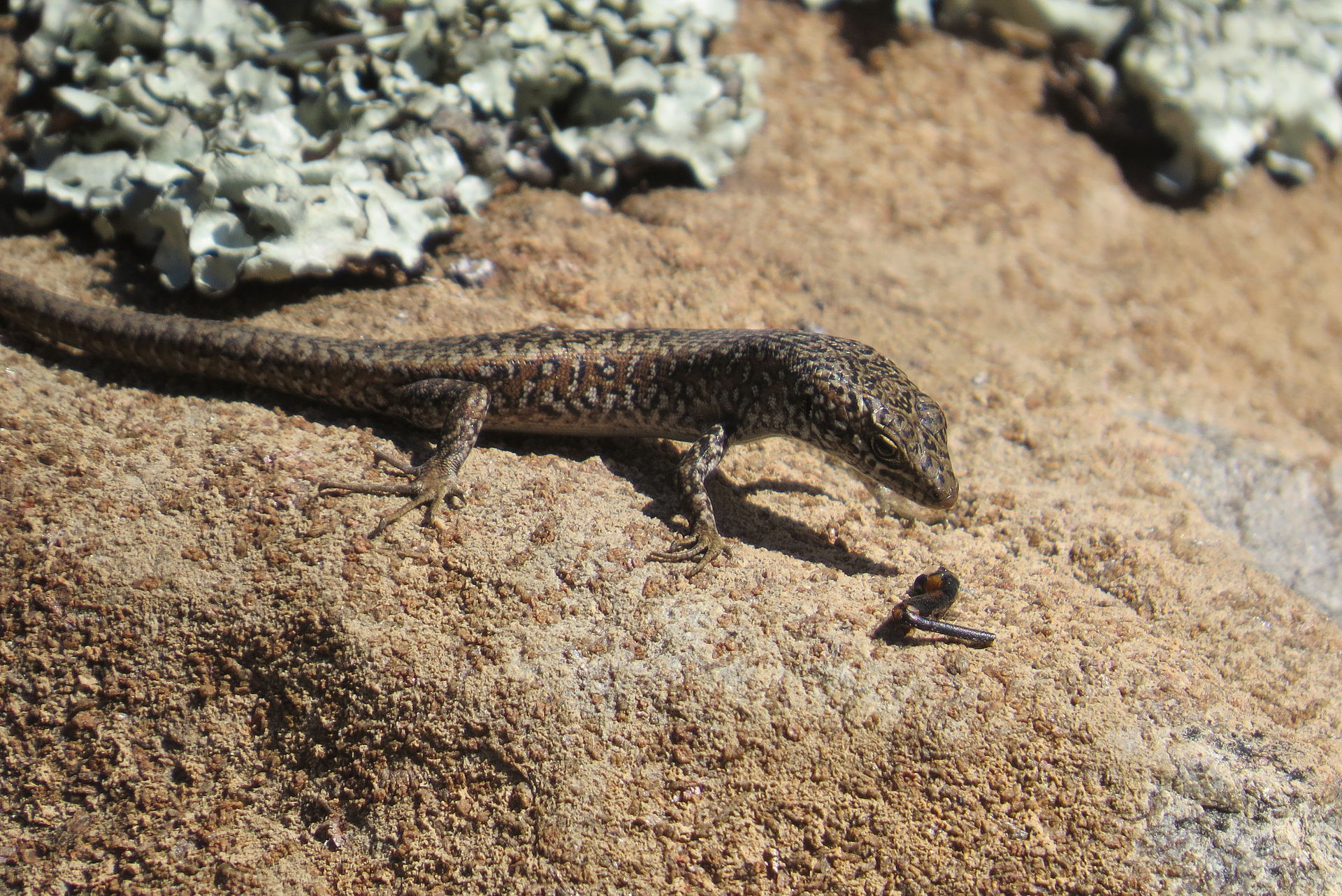 Ocellated Skink at Cataract Gorge in Tasmania, Australia. CREDIT: JMsayers CC0 from Wikipedia