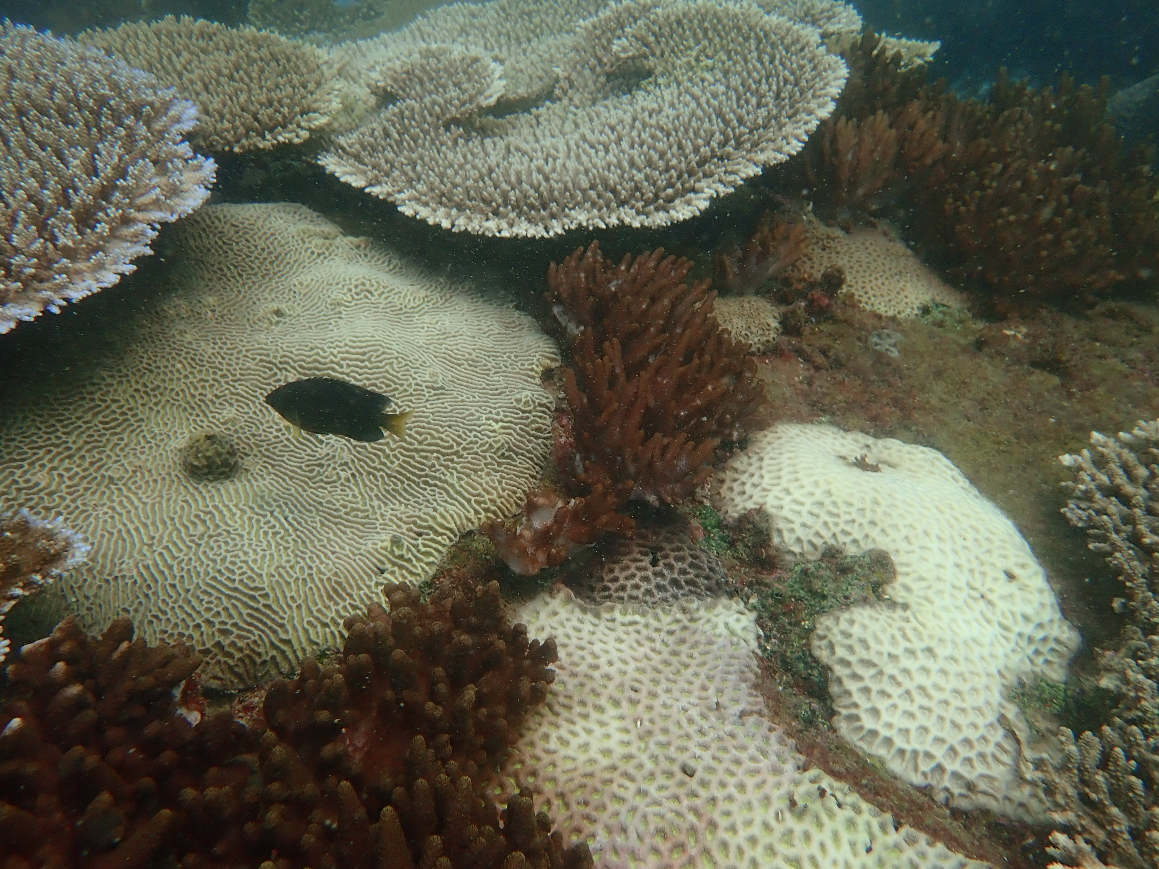 PICTURE: TropWATER/JCU