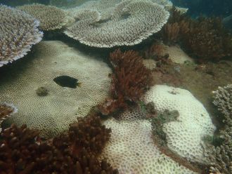 Bleached coral