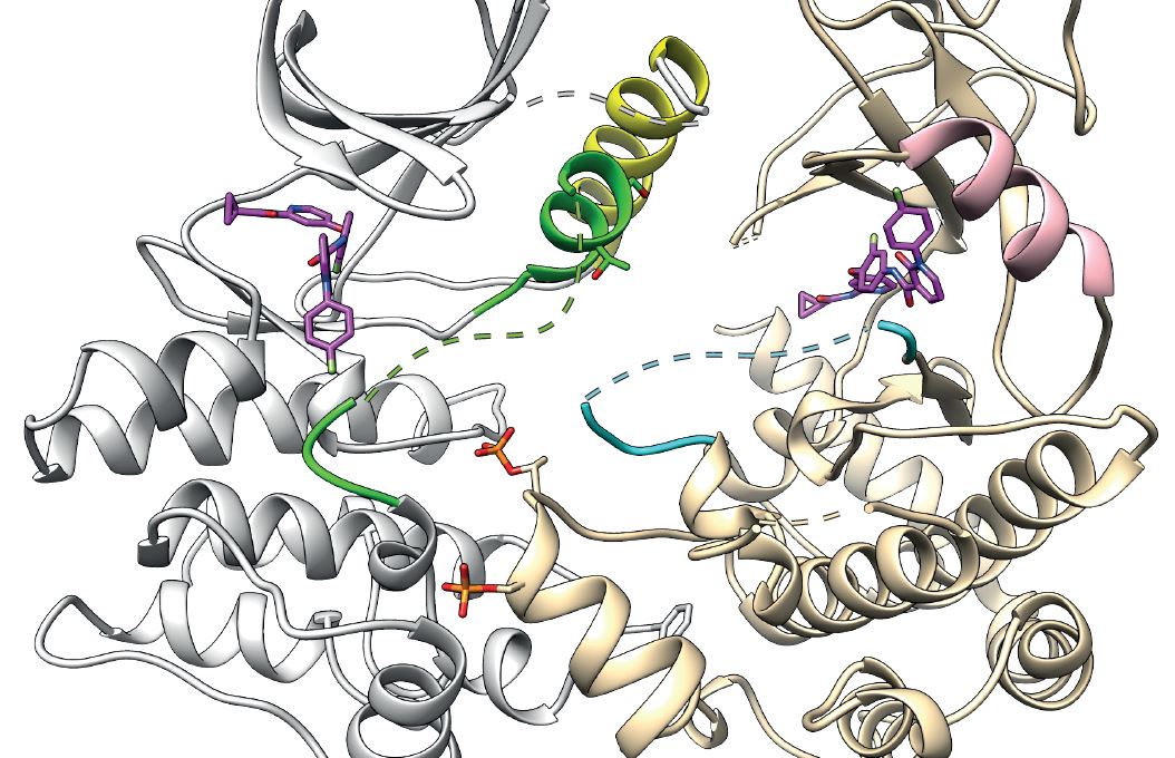 Structure of the human cell death protein RIPK3 bound to the killer protein MLKL in a dormant state - WEHI