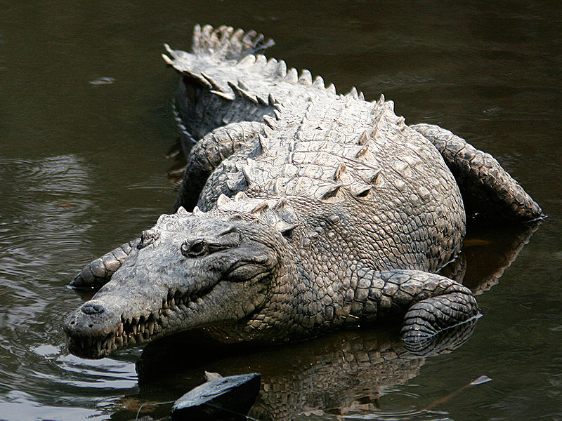 Crocodylus_acutus_mexico_02-edit1 By Tomás Castelazo - Own work, CC BY-SA 2.5
