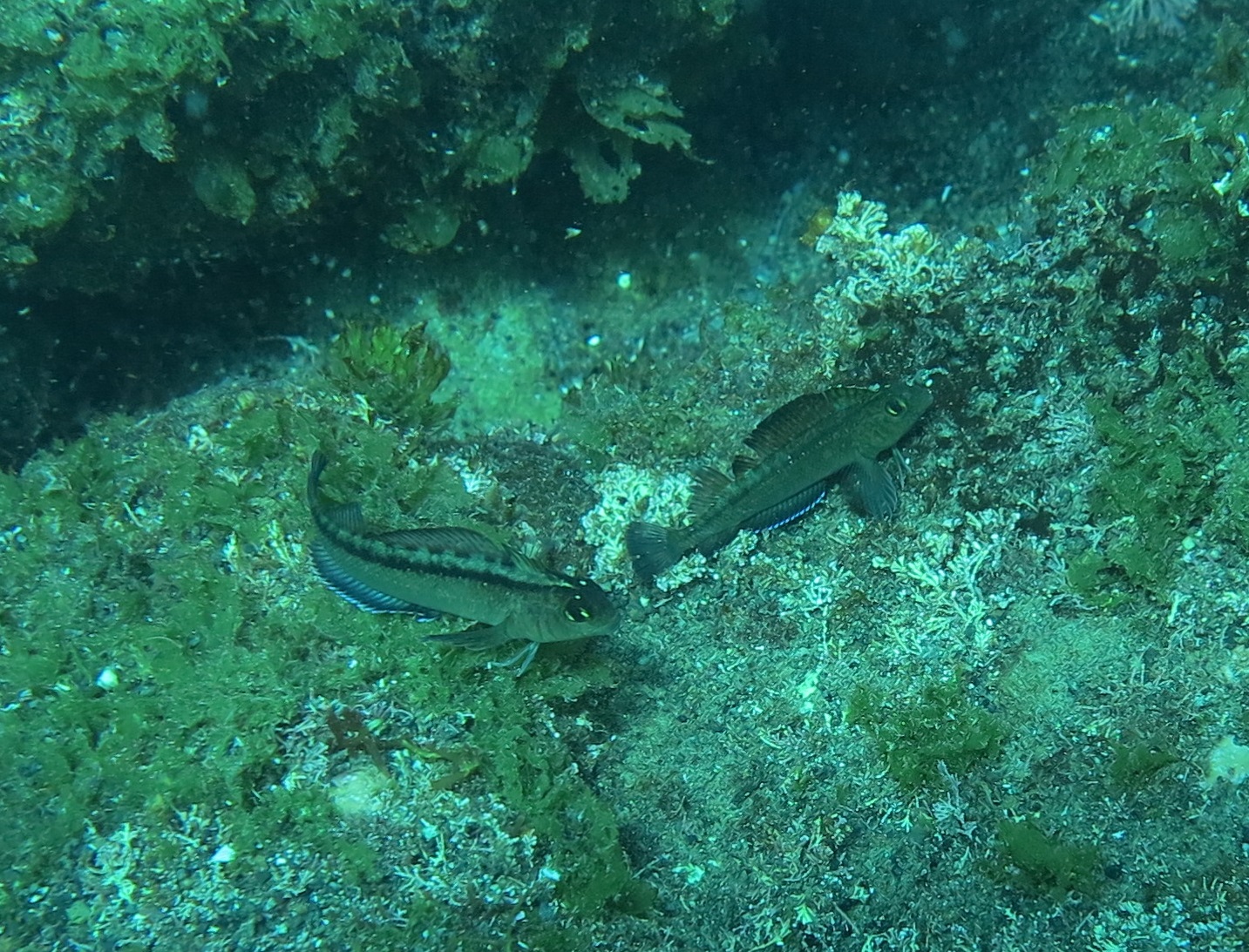 Triplefin fish