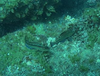 Triplefin fish