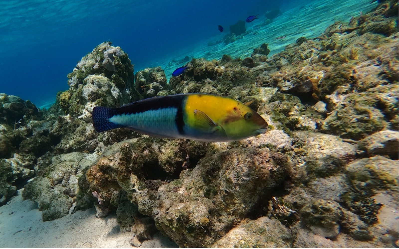 Yellowhead Wrasse using tool - Credit C E O'Brien