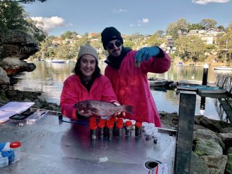Nina collected fish to find out where plastic was most prevalent