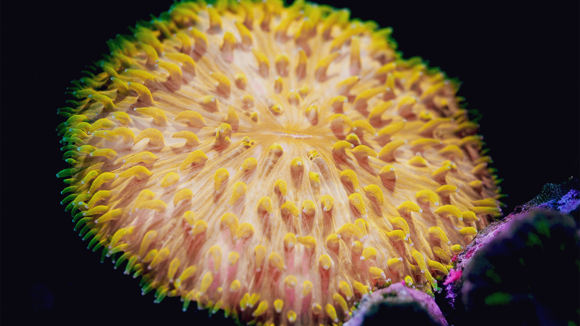 Orange Fungia. 