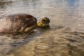 Sub-adult green sea turtle found stranded at Hervey Bay, Queensland 