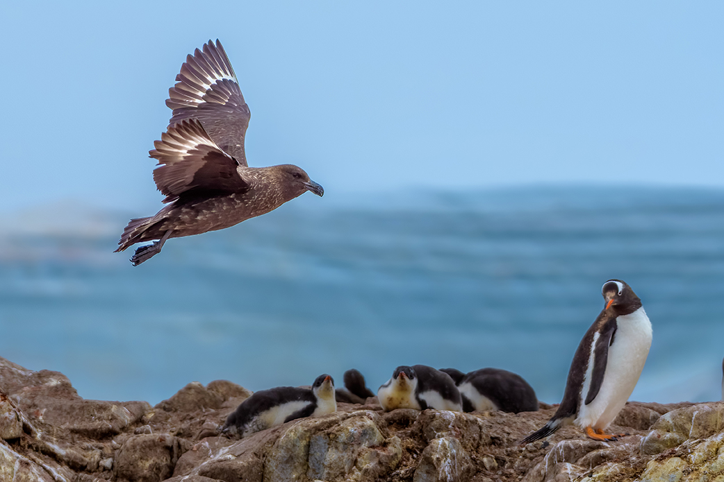 A skua bird flies above penguin chicks on Wiencke Island in the Palmer Archipelago, Antarctica. Image: Adobe Stock