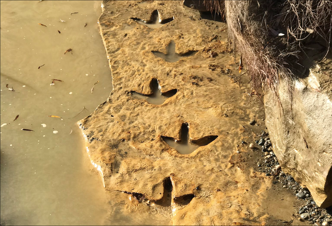 Ian Griffin/Otago Museum