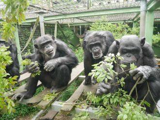 Chimpanzees eating leaves