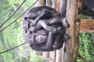 Chimpanzees grooming each other