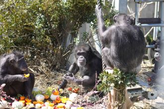 Chimpanzees holding orange slices