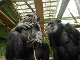 Chimpanzees in an enclosure