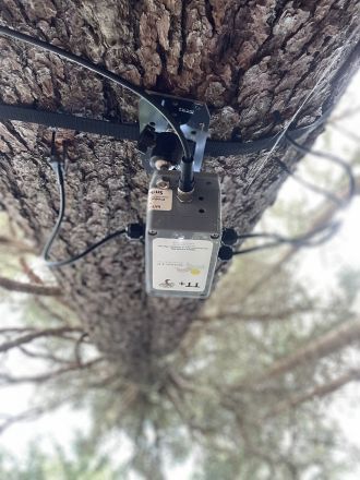 Spruce with recording unit attached