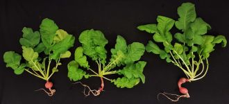 Radish plants grown in alfalfa treated simulant soil