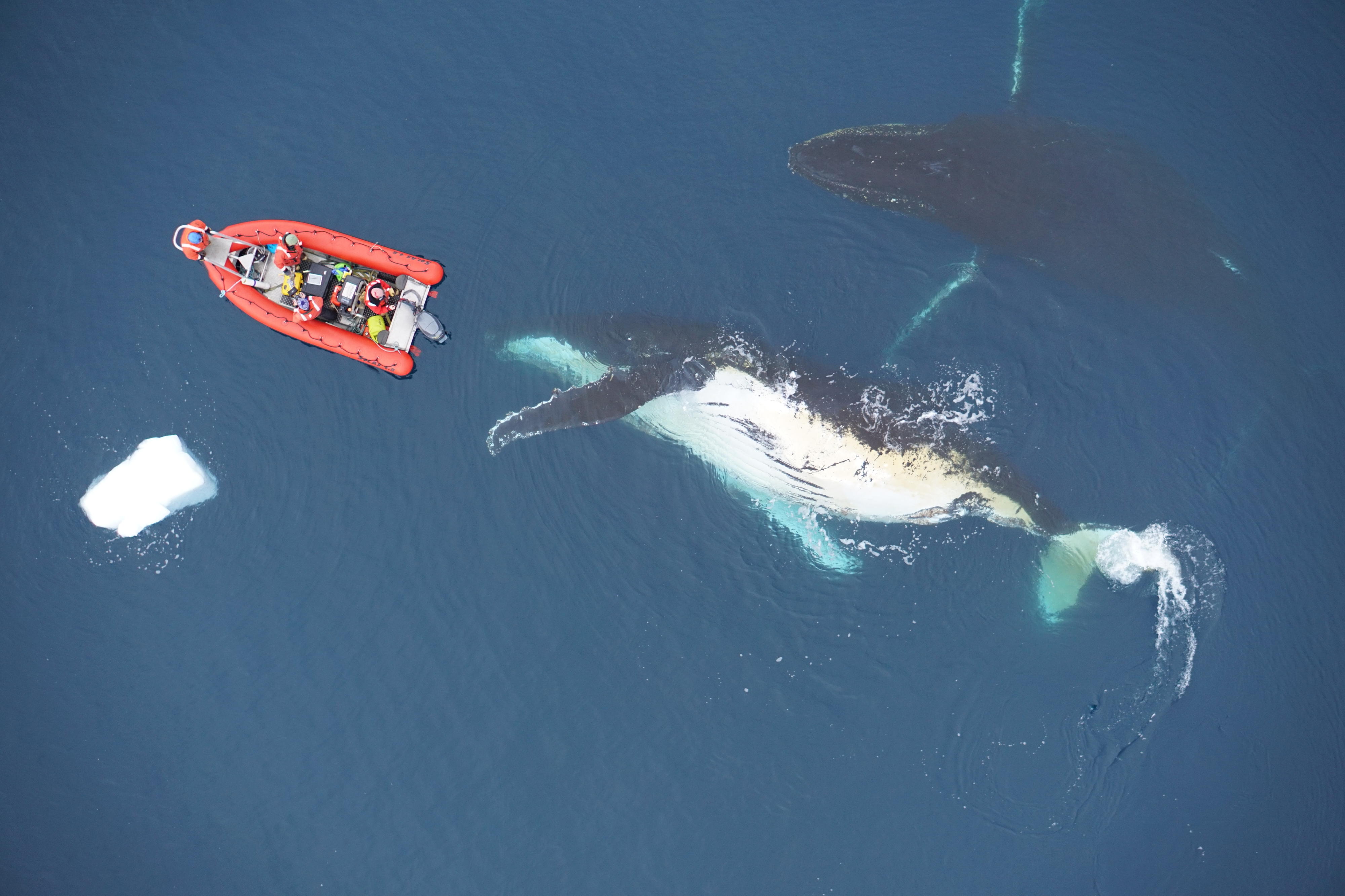 Hungry Whales - Nature