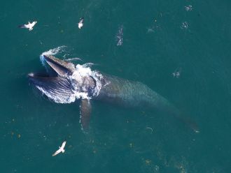 A humpback whale 