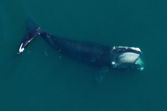 A North Atlantic right whale 
