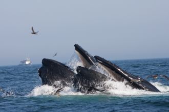 A humpback whale 3