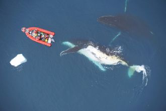 A minke whale 