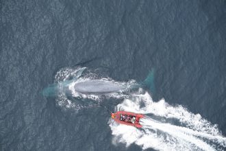 suction-cup tagging a blue whale 