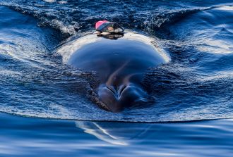 A minke whale 2