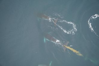 Antarctic minke whale defecating 