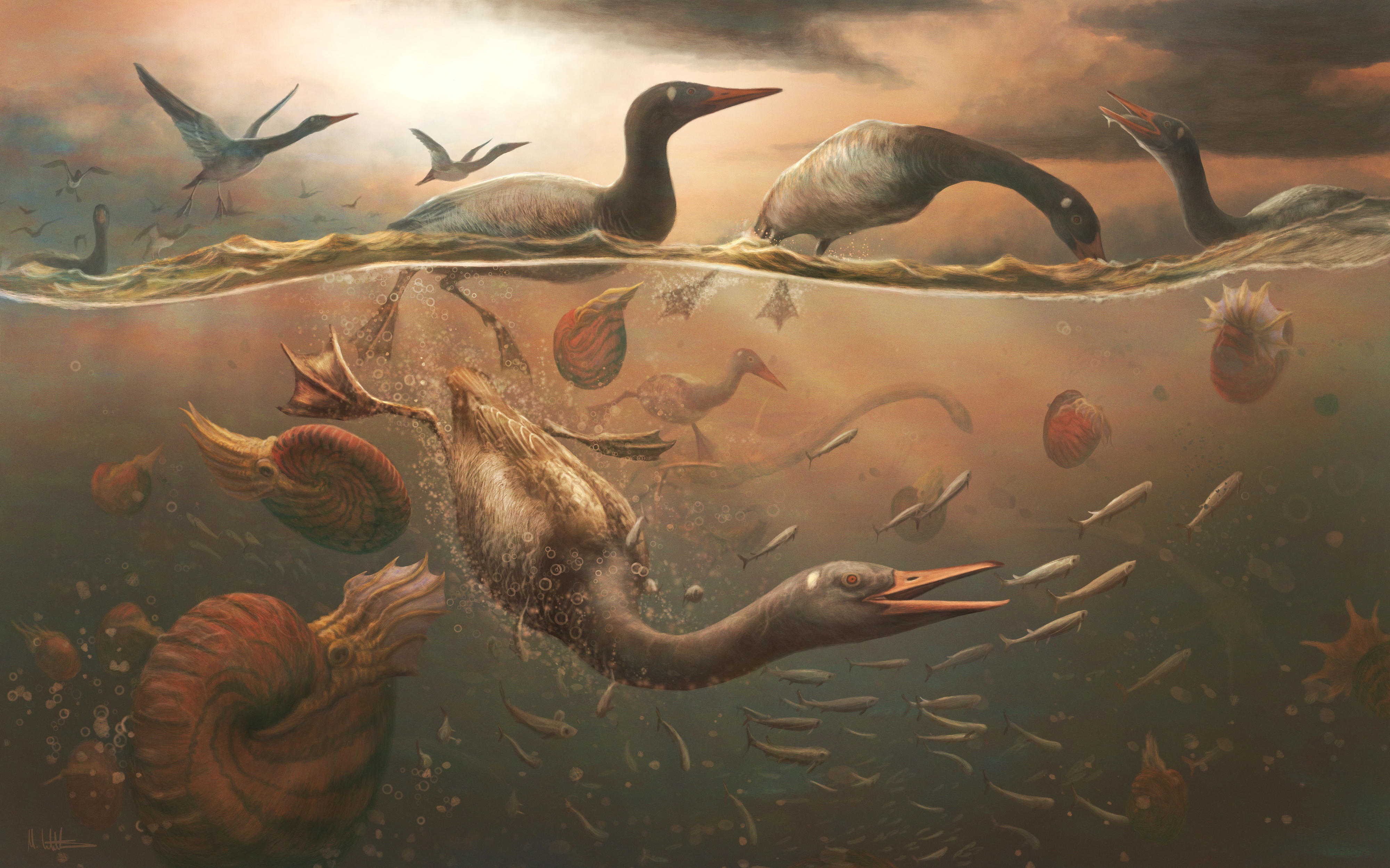 The Late Cretaceous modern (crown) bird, Vegavis iaai, pursuit diving for fish in the shallow ocean off the coast of the Antarctic peninsula, with ammonites and plesiosaurs for company. Vegavis represents the oldest member of crown birds at 68.7 mya, preceding the Cretaceous-Paleogene mass extinction by > 2 million years. Credit: Mark Witton