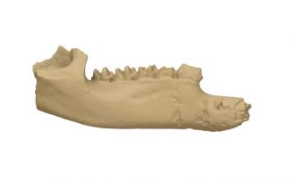 PNG fossil jaw bone