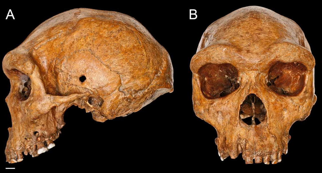 The Broken Hill (Kabwe 1) skull, one of the best-preserved fossils of the early human species Homo heidelbergensis. Photo credit: Natural History Museum London