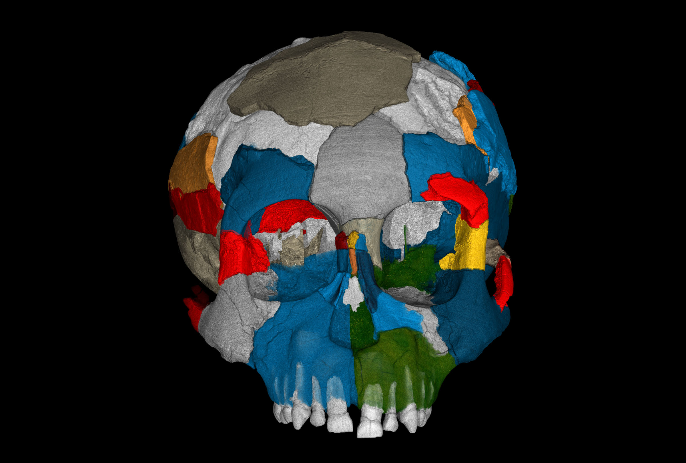 Brain imprints in fossil skulls of the species Australopithecus afarensis (famous for “Lucy” and the “Dikika child” from Ethiopia pictured here) shed new light on the evolution of brain growth and organization. The exceptionally preserved endocranial imprint of the Dikika child reveals an ape - like brai n organization, and no features derived towards huma