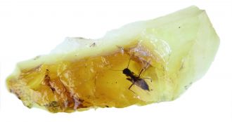 Biting midge preserved in amber