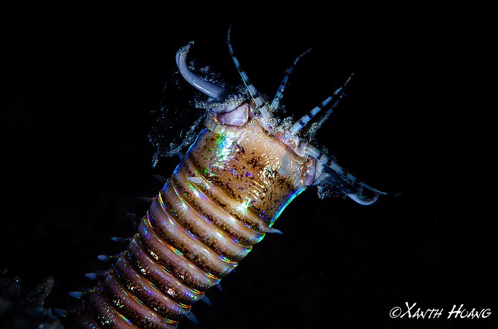 Face of Bobbit worm. CREDIT: Xanth Huang, wikimedia commons