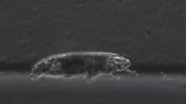 Image by Lisset A. Duran via the paper: "Tardigrades exhibit robust interlimb coordination across walking speeds and terrains"